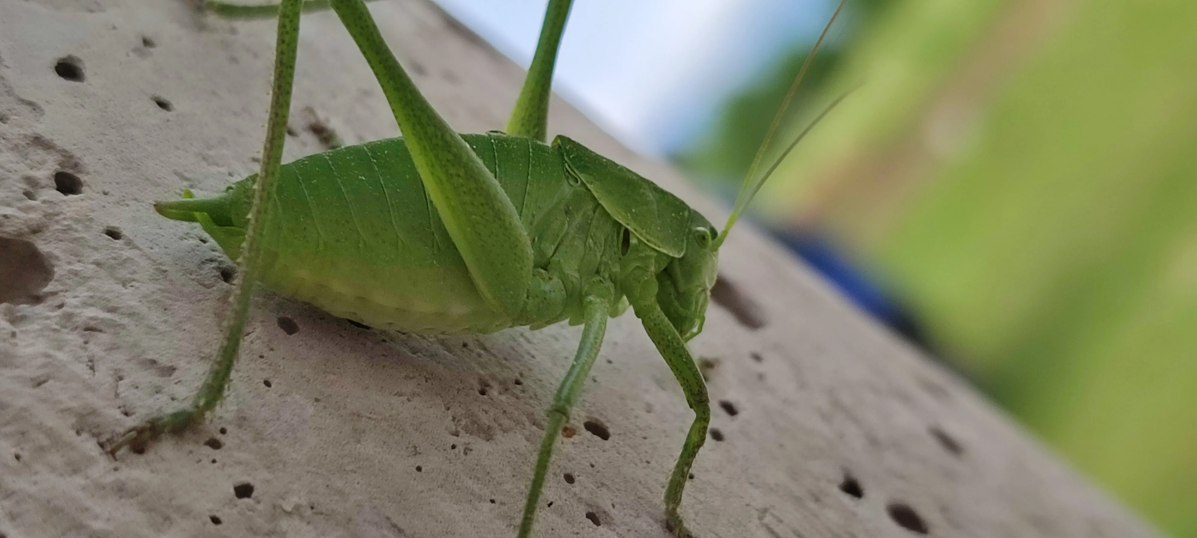 skakavac
